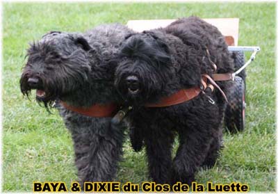 bouvier des flandres et attelage canin - Elevage du Clos de la Luette  -  Copyright depose